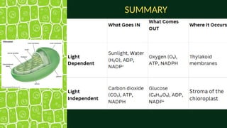 Comprehensive Overview of Photosynthesis: Processes and Mechanisms | PPTX