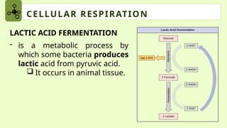 Lactic Acid Function Photosynthesis-and-Cellular-Respiration.pptx