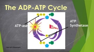 Photosynthesis-and-Cellular-respiration.pptx