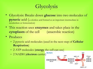 photosynthesis and fermentation