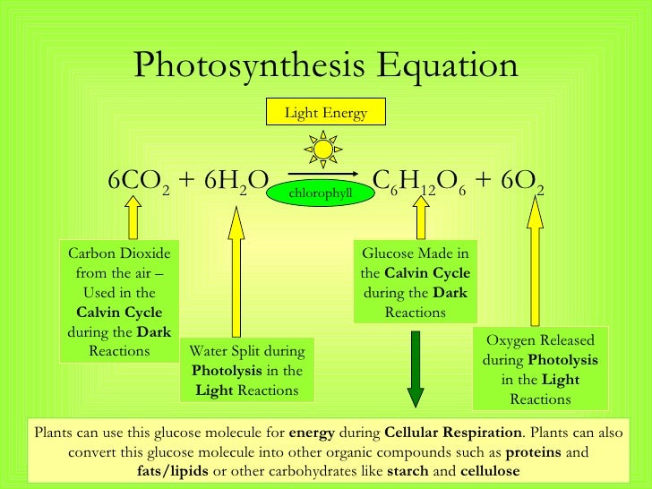 Photosynthesis And Cellular Respiration Notes New