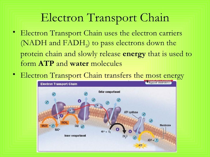 electron transport chain Electron transport chain: the movie to read a text version of the narrative used in this movie, click here the above animation is an embedded windows media movie of the electron transport chain in action. electron transport chain Electron transport chain: the movie to read a text version of the narrative used in this movie, click here the above animation is an embedded windows media movie of the electron transport chain in action.