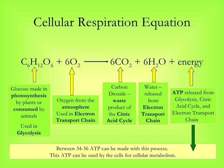 What is an equation that represents photosynthesis?