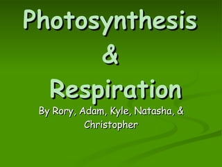 Photosynthesis &  Respiration By Rory, Adam, Kyle, Natasha, & Christopher 