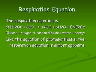 Photosynthesis and Respiration | PPT
