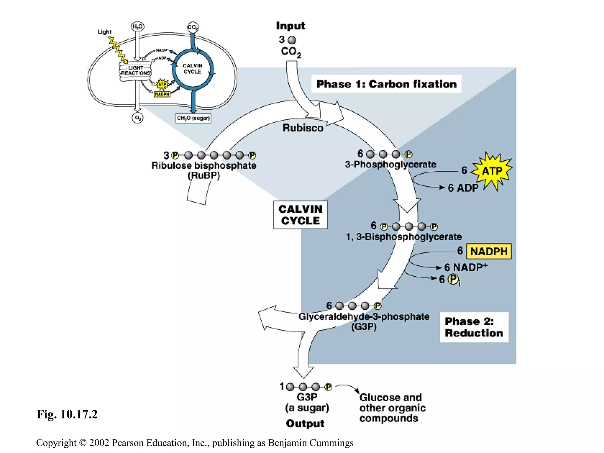 Photosynthesis carbon fixation | PPT