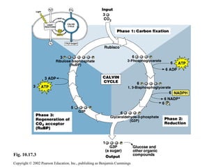 Copyright © 2002 Pearson Education, Inc., publishing as Benjamin Cummings
Fig. 10.17.3
 