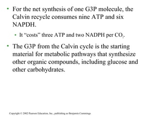 • For the net synthesis of one G3P molecule, the
Calvin recycle consumes nine ATP and six
NAPDH.
• It “costs” three ATP and two NADPH per CO2.
• The G3P from the Calvin cycle is the starting
material for metabolic pathways that synthesize
other organic compounds, including glucose and
other carbohydrates.
Copyright © 2002 Pearson Education, Inc., publishing as Benjamin Cummings
 