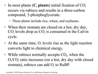 • In most plants (C3 plants) initial fixation of CO2
occurs via rubisco and results in a three-carbon
compound, 3-phosphoglycerate.
• These plants include rice, wheat, and soybeans.
• When their stomata are closed on a hot, dry day,
CO2 levels drop as CO2 is consumed in the Calvin
cycle.
• At the same time, O2 levels rise as the light reaction
converts light to chemical energy.
• While rubisco normally accepts CO2, when the
O2/CO2 ratio increases (on a hot, dry day with closed
stomata), rubisco can add O2 to RuBP.
Copyright © 2002 Pearson Education, Inc., publishing as Benjamin Cummings
 