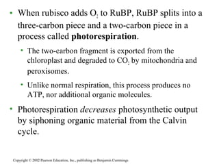 • When rubisco adds O2 to RuBP, RuBP splits into a
three-carbon piece and a two-carbon piece in a
process called photorespiration.
• The two-carbon fragment is exported from the
chloroplast and degraded to CO2 by mitochondria and
peroxisomes.
• Unlike normal respiration, this process produces no
ATP, nor additional organic molecules.
• Photorespiration decreases photosynthetic output
by siphoning organic material from the Calvin
cycle.
Copyright © 2002 Pearson Education, Inc., publishing as Benjamin Cummings
 