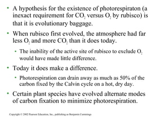 • A hypothesis for the existence of photorespiraton (a
inexact requirement for CO2 versus O2 by rubisco) is
that it is evolutionary baggage.
• When rubisco first evolved, the atmosphere had far
less O2 and more CO2 than it does today.
• The inability of the active site of rubisco to exclude O2
would have made little difference.
• Today it does make a difference.
• Photorespiration can drain away as much as 50% of the
carbon fixed by the Calvin cycle on a hot, dry day.
• Certain plant species have evolved alternate modes
of carbon fixation to minimize photorespiration.
Copyright © 2002 Pearson Education, Inc., publishing as Benjamin Cummings
 