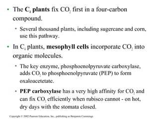 • The C4 plants fix CO2 first in a four-carbon
compound.
• Several thousand plants, including sugercane and corn,
use this pathway.
• In C4 plants, mesophyll cells incorporate CO2 into
organic molecules.
• The key enzyme, phosphoenolpyruvate carboxylase,
adds CO2 to phosphoenolpyruvate (PEP) to form
oxaloacetetate.
• PEP carboxylase has a very high affinity for CO2 and
can fix CO2 efficiently when rubisco cannot - on hot,
dry days with the stomata closed.
Copyright © 2002 Pearson Education, Inc., publishing as Benjamin Cummings
 