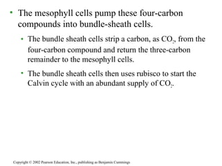 • The mesophyll cells pump these four-carbon
compounds into bundle-sheath cells.
• The bundle sheath cells strip a carbon, as CO2, from the
four-carbon compound and return the three-carbon
remainder to the mesophyll cells.
• The bundle sheath cells then uses rubisco to start the
Calvin cycle with an abundant supply of CO2.
Copyright © 2002 Pearson Education, Inc., publishing as Benjamin Cummings
 