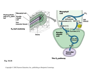 Copyright © 2002 Pearson Education, Inc., publishing as Benjamin Cummings
Fig. 10.18
 