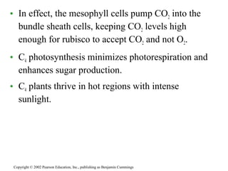 • In effect, the mesophyll cells pump CO2 into the
bundle sheath cells, keeping CO2 levels high
enough for rubisco to accept CO2 and not O2.
• C4 photosynthesis minimizes photorespiration and
enhances sugar production.
• C4 plants thrive in hot regions with intense
sunlight.
Copyright © 2002 Pearson Education, Inc., publishing as Benjamin Cummings
 