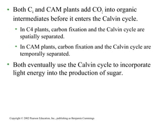 • Both C4 and CAM plants add CO2 into organic
intermediates before it enters the Calvin cycle.
• In C4 plants, carbon fixation and the Calvin cycle are
spatially separated.
• In CAM plants, carbon fixation and the Calvin cycle are
temporally separated.
• Both eventually use the Calvin cycle to incorporate
light energy into the production of sugar.
Copyright © 2002 Pearson Education, Inc., publishing as Benjamin Cummings
 