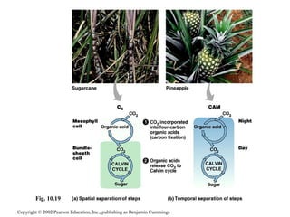 Copyright © 2002 Pearson Education, Inc., publishing as Benjamin Cummings
Fig. 10.19
 