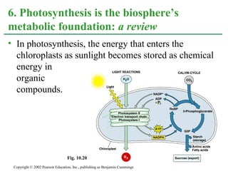 • In photosynthesis, the energy that enters the
chloroplasts as sunlight becomes stored as chemical
energy in
organic
compounds.
6. Photosynthesis is the biosphere’s
metabolic foundation: a review
Copyright © 2002 Pearson Education, Inc., publishing as Benjamin Cummings
Fig. 10.20
 