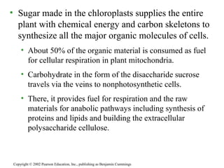 • Sugar made in the chloroplasts supplies the entire
plant with chemical energy and carbon skeletons to
synthesize all the major organic molecules of cells.
• About 50% of the organic material is consumed as fuel
for cellular respiration in plant mitochondria.
• Carbohydrate in the form of the disaccharide sucrose
travels via the veins to nonphotosynthetic cells.
• There, it provides fuel for respiration and the raw
materials for anabolic pathways including synthesis of
proteins and lipids and building the extracellular
polysaccharide cellulose.
Copyright © 2002 Pearson Education, Inc., publishing as Benjamin Cummings
 