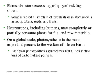 • Plants also store excess sugar by synthesizing
starch.
• Some is stored as starch in chloroplasts or in storage cells
in roots, tubers, seeds, and fruits.
• Heterotrophs, including humans, may completely or
partially consume plants for fuel and raw materials.
• On a global scale, photosynthesis is the most
important process to the welfare of life on Earth.
• Each year photosynthesis synthesizes 160 billion metric
tons of carbohydrate per year.
Copyright © 2002 Pearson Education, Inc., publishing as Benjamin Cummings
 