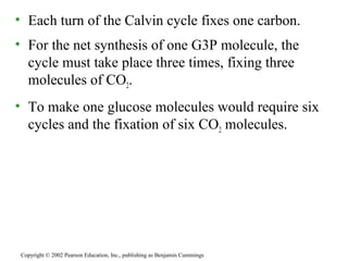 • Each turn of the Calvin cycle fixes one carbon.
• For the net synthesis of one G3P molecule, the
cycle must take place three times, fixing three
molecules of CO2.
• To make one glucose molecules would require six
cycles and the fixation of six CO2 molecules.
Copyright © 2002 Pearson Education, Inc., publishing as Benjamin Cummings
 