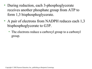 • During reduction, each 3-phosphoglycerate
receives another phosphate group from ATP to
form 1,3 bisphosphoglycerate.
• A pair of electrons from NADPH reduces each 1,3
bisphosphoglycerate to G3P.
• The electrons reduce a carboxyl group to a carbonyl
group.
Copyright © 2002 Pearson Education, Inc., publishing as Benjamin Cummings
 