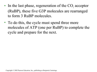 • In the last phase, regeneration of the CO2 acceptor
(RuBP), these five G3P molecules are rearranged
to form 3 RuBP molecules.
• To do this, the cycle must spend three more
molecules of ATP (one per RuBP) to complete the
cycle and prepare for the next.
Copyright © 2002 Pearson Education, Inc., publishing as Benjamin Cummings
 