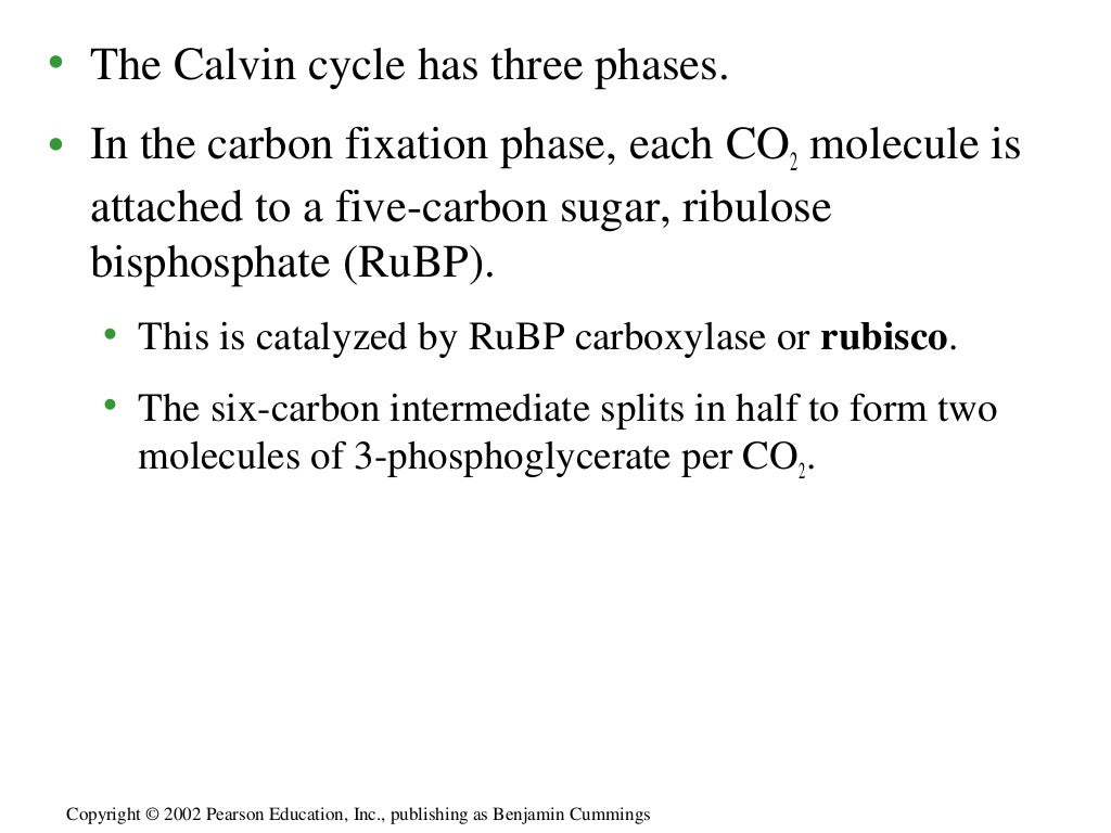 Photosynthesis carbon fixation