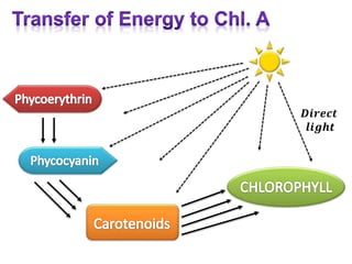 𝑫𝒊𝒓𝒆𝒄𝒕
𝒍𝒊𝒈𝒉𝒕
 