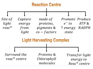 𝑚𝑎𝑑𝑒 𝑜𝑓
𝑝𝑟𝑜𝑡𝑒𝑖𝑛𝑠,
𝑝𝑖𝑔𝑚𝑒𝑛𝑡𝑠 &
𝑐𝑜 − 𝑓𝑎𝑐𝑡𝑜𝑟𝑠
𝑆𝑖𝑡𝑒 𝑜𝑓
𝑙𝑖𝑔ℎ𝑡
𝑟𝑒𝑎𝑐𝑛
𝑃𝑟𝑜𝑑𝑢𝑐𝑒
𝐴𝑇𝑃 &
𝑁𝐴𝐷𝑃𝐻
𝐶𝑎𝑝𝑡𝑢𝑟𝑒
𝑒𝑛𝑒𝑟𝑔𝑦
𝑓𝑟𝑜𝑚
𝑙𝑖𝑔ℎ𝑡
𝑃𝑟𝑜𝑚𝑜𝑡𝑒
𝑒− 𝑡𝑜
↑ 𝑒𝑛𝑒𝑟𝑔𝑦
𝑠𝑡𝑎𝑡𝑒
𝑃𝑟𝑜𝑡𝑒𝑖𝑛𝑠 &
𝐶ℎ𝑙𝑜𝑟𝑜𝑝ℎ𝑦𝑙𝑙
𝑚𝑜𝑙𝑒𝑐𝑢𝑙𝑒𝑠
𝑆𝑢𝑟𝑟𝑜𝑢𝑛𝑑 𝑡ℎ𝑒
𝑟𝑒𝑎𝑐𝑛
𝑐𝑒𝑛𝑡𝑟𝑒
𝑇𝑟𝑎𝑛𝑠𝑓𝑒𝑟 𝑙𝑖𝑔ℎ𝑡
𝑒𝑛𝑒𝑟𝑔𝑦 𝑡𝑜
𝑅𝑒𝑎𝑐𝑛 𝑐𝑒𝑛𝑡𝑟𝑒
 