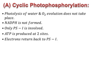 • 𝑃ℎ𝑜𝑡𝑜𝑙𝑦𝑠𝑖𝑠 𝑜𝑓 𝑤𝑎𝑡𝑒𝑟 & 𝑂2 𝑒𝑣𝑜𝑙𝑢𝑡𝑖𝑜𝑛 𝑑𝑜𝑒𝑠 𝑛𝑜𝑡 𝑡𝑎𝑘𝑒
𝑝𝑙𝑎𝑐𝑒.
• 𝑁𝐴𝐷𝑃𝐻 𝑖𝑠 𝑛𝑜𝑡 𝑓𝑜𝑟𝑚𝑒𝑑.
• 𝑂𝑛𝑙𝑦 𝑃𝑆 − 𝐼 𝑖𝑠 𝑖𝑛𝑣𝑜𝑙𝑣𝑒𝑑.
• 𝐴𝑇𝑃 𝑖𝑠 𝑝𝑟𝑜𝑑𝑢𝑐𝑒𝑑 𝑎𝑡 2 𝑠𝑖𝑡𝑒𝑠.
• 𝐸𝑙𝑒𝑐𝑡𝑟𝑜𝑛𝑠 𝑟𝑒𝑡𝑢𝑟𝑛 𝑏𝑎𝑐𝑘 𝑡𝑜 𝑃𝑆 − 𝐼.
 
