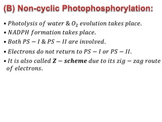 • 𝑃ℎ𝑜𝑡𝑜𝑙𝑦𝑠𝑖𝑠 𝑜𝑓 𝑤𝑎𝑡𝑒𝑟 & 𝑂2 𝑒𝑣𝑜𝑙𝑢𝑡𝑖𝑜𝑛 𝑡𝑎𝑘𝑒𝑠 𝑝𝑙𝑎𝑐𝑒.
• 𝑁𝐴𝐷𝑃𝐻 𝑓𝑜𝑟𝑚𝑎𝑡𝑖𝑜𝑛 𝑡𝑎𝑘𝑒𝑠 𝑝𝑙𝑎𝑐𝑒.
• 𝐵𝑜𝑡ℎ 𝑃𝑆 − 𝐼 & 𝑃𝑆 − 𝐼𝐼 𝑎𝑟𝑒 𝑖𝑛𝑣𝑜𝑙𝑣𝑒𝑑.
• 𝐼𝑡 𝑖𝑠 𝑎𝑙𝑠𝑜 𝑐𝑎𝑙𝑙𝑒𝑑 𝒁 − 𝒔𝒄𝒉𝒆𝒎𝒆 𝑑𝑢𝑒 𝑡𝑜 𝑖𝑡𝑠 𝑧𝑖𝑔 − 𝑧𝑎𝑔 𝑟𝑜𝑢𝑡𝑒
𝑜𝑓 𝑒𝑙𝑒𝑐𝑡𝑟𝑜𝑛𝑠.
• 𝐸𝑙𝑒𝑐𝑡𝑟𝑜𝑛𝑠 𝑑𝑜 𝑛𝑜𝑡 𝑟𝑒𝑡𝑢𝑟𝑛 𝑡𝑜 𝑃𝑆 − 𝐼 𝑜𝑟 𝑃𝑆 − 𝐼𝐼.
 