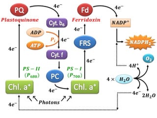 𝑷𝒉𝒐𝒕𝒐𝒏𝒔
↖↖
𝑭𝒆𝒓𝒓𝒊𝒅𝒐𝒙𝒊𝒏
𝑷𝒍𝒂𝒔𝒕𝒐𝒒𝒖𝒊𝒏𝒐𝒏𝒆
𝟒𝒆−
𝑵𝑨𝑫𝑷+
𝑨𝑫𝑷
𝑷𝒊
𝑷𝑺 − 𝑰𝑰
(𝑷𝟔𝟖𝟎)
𝑷𝑺 − 𝑰
(𝑷𝟕𝟎𝟎)
↗↗
𝟒𝒆−
𝟒𝒆−
𝟒𝒆−
𝟒𝒆−
𝟒𝒆−
𝟒𝒆−
𝑯𝟐𝑶
𝟒 ×
𝟒𝑯+
𝟐𝑯𝟐𝑶
𝟒𝒆−
𝟒𝒆−
 