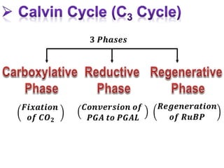𝟑 𝑷𝒉𝒂𝒔𝒆𝒔
𝑭𝒊𝒙𝒂𝒕𝒊𝒐𝒏
𝒐𝒇 𝑪𝑶𝟐
𝑪𝒐𝒏𝒗𝒆𝒓𝒔𝒊𝒐𝒏 𝒐𝒇
𝑷𝑮𝑨 𝒕𝒐 𝑷𝑮𝑨𝑳
𝑹𝒆𝒈𝒆𝒏𝒆𝒓𝒂𝒕𝒊𝒐𝒏
𝒐𝒇 𝑹𝒖𝑩𝑷
 