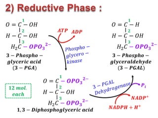 𝐻 − 𝐶 − 𝑂𝐻
𝑂 = 𝐶 − 𝑂𝐻
𝐻2𝐶 − 𝑶𝑷𝑶𝟑
𝟐−
𝟏
𝟐
𝟑
𝐻 − 𝐶 − 𝑂𝐻
𝑂 = 𝐶 − 𝑶𝑷𝑶𝟑
𝟐−
𝐻2𝐶 − 𝑶𝑷𝑶𝟑
𝟐−
𝟏
𝟐
𝟑
𝐻 − 𝐶 − 𝑂𝐻
𝑂 = 𝐶 − 𝐻
𝐻2𝐶 − 𝑶𝑷𝑶𝟑
𝟐−
𝟏
𝟐
𝟑
𝟑 − 𝑷𝒉𝒐𝒔𝒑𝒉𝒐 −
𝒈𝒍𝒚𝒄𝒆𝒓𝒊𝒄 𝒂𝒄𝒊𝒅
(𝟑 − 𝑷𝑮𝑨)
𝟑 − 𝑷𝒉𝒐𝒔𝒑𝒉𝒐 −
𝒈𝒍𝒚𝒄𝒆𝒓𝒂𝒍𝒅𝒆𝒉𝒚𝒅𝒆
(𝟑 − 𝑷𝑮𝑨𝑳)
𝟏, 𝟑 − 𝑫𝒊𝒑𝒉𝒐𝒔𝒑𝒉𝒐𝒈𝒍𝒚𝒄𝒆𝒓𝒊𝒄 𝒂𝒄𝒊𝒅
𝑨𝑻𝑷 𝑨𝑫𝑷
𝑵𝑨𝑫𝑷+
𝑵𝑨𝑫𝑷𝑯 + 𝑯+
𝑷𝒊
𝟏𝟐 𝒎𝒐𝒍.
𝒆𝒂𝒄𝒉
 