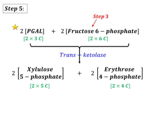 2 [𝑷𝑮𝑨𝑳] 2 [𝑭𝒓𝒖𝒄𝒕𝒐𝒔𝒆 𝟔 − 𝒑𝒉𝒐𝒔𝒑𝒉𝒂𝒕𝒆]
+
[𝟐 × 𝟑 𝑪] [𝟐 × 𝟔 𝑪]
𝑇𝑟𝑎𝑛𝑠 − 𝑘𝑒𝑡𝑜𝑙𝑎𝑠𝑒
2
𝑿𝒚𝒍𝒖𝒍𝒐𝒔𝒆
𝟓 − 𝒑𝒉𝒐𝒔𝒑𝒉𝒂𝒕𝒆
2
𝑬𝒓𝒚𝒕𝒉𝒓𝒐𝒔𝒆
𝟒 − 𝒑𝒉𝒐𝒔𝒑𝒉𝒂𝒕𝒆
+
[𝟐 × 𝟓 𝑪] [𝟐 × 𝟒 𝑪]
𝑺𝒕𝒆𝒑 𝟓:
𝑺𝒕𝒆𝒑 𝟑
 