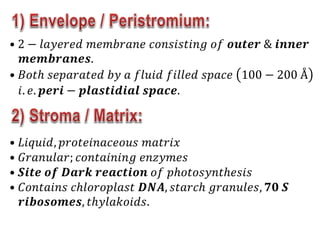 • 2 − 𝑙𝑎𝑦𝑒𝑟𝑒𝑑 𝑚𝑒𝑚𝑏𝑟𝑎𝑛𝑒 𝑐𝑜𝑛𝑠𝑖𝑠𝑡𝑖𝑛𝑔 𝑜𝑓 𝒐𝒖𝒕𝒆𝒓 & 𝒊𝒏𝒏𝒆𝒓
𝒎𝒆𝒎𝒃𝒓𝒂𝒏𝒆𝒔.
• 𝐵𝑜𝑡ℎ 𝑠𝑒𝑝𝑎𝑟𝑎𝑡𝑒𝑑 𝑏𝑦 𝑎 𝑓𝑙𝑢𝑖𝑑 𝑓𝑖𝑙𝑙𝑒𝑑 𝑠𝑝𝑎𝑐𝑒 100 − 200 Å
𝑖. 𝑒. 𝒑𝒆𝒓𝒊 − 𝒑𝒍𝒂𝒔𝒕𝒊𝒅𝒊𝒂𝒍 𝒔𝒑𝒂𝒄𝒆.
• 𝐿𝑖𝑞𝑢𝑖𝑑, 𝑝𝑟𝑜𝑡𝑒𝑖𝑛𝑎𝑐𝑒𝑜𝑢𝑠 𝑚𝑎𝑡𝑟𝑖𝑥
• 𝐺𝑟𝑎𝑛𝑢𝑙𝑎𝑟; 𝑐𝑜𝑛𝑡𝑎𝑖𝑛𝑖𝑛𝑔 𝑒𝑛𝑧𝑦𝑚𝑒𝑠
• 𝑺𝒊𝒕𝒆 𝒐𝒇 𝑫𝒂𝒓𝒌 𝒓𝒆𝒂𝒄𝒕𝒊𝒐𝒏 𝑜𝑓 𝑝ℎ𝑜𝑡𝑜𝑠𝑦𝑛𝑡ℎ𝑒𝑠𝑖𝑠
• 𝐶𝑜𝑛𝑡𝑎𝑖𝑛𝑠 𝑐ℎ𝑙𝑜𝑟𝑜𝑝𝑙𝑎𝑠𝑡 𝑫𝑵𝑨, 𝑠𝑡𝑎𝑟𝑐ℎ 𝑔𝑟𝑎𝑛𝑢𝑙𝑒𝑠, 𝟕𝟎 𝑺
𝒓𝒊𝒃𝒐𝒔𝒐𝒎𝒆𝒔, 𝑡ℎ𝑦𝑙𝑎𝑘𝑜𝑖𝑑𝑠.
 