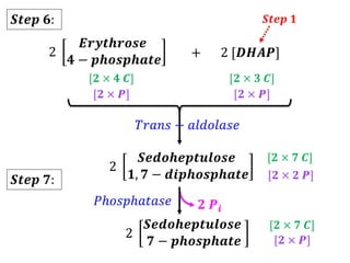 +
[𝟐 × 𝟒 𝑪] [𝟐 × 𝟑 𝑪]
𝑇𝑟𝑎𝑛𝑠 − 𝑎𝑙𝑑𝑜𝑙𝑎𝑠𝑒
2
𝑺𝒆𝒅𝒐𝒉𝒆𝒑𝒕𝒖𝒍𝒐𝒔𝒆
𝟏, 𝟕 − 𝒅𝒊𝒑𝒉𝒐𝒔𝒑𝒉𝒂𝒕𝒆
2
𝑬𝒓𝒚𝒕𝒉𝒓𝒐𝒔𝒆
𝟒 − 𝒑𝒉𝒐𝒔𝒑𝒉𝒂𝒕𝒆
[𝟐 × 𝟕 𝑪]
𝑺𝒕𝒆𝒑 𝟔: 𝑺𝒕𝒆𝒑 𝟏
2 [𝑫𝑯𝑨𝑷]
[𝟐 × 𝑷] [𝟐 × 𝑷]
[𝟐 × 𝟐 𝑷]
2
𝑺𝒆𝒅𝒐𝒉𝒆𝒑𝒕𝒖𝒍𝒐𝒔𝒆
𝟕 − 𝒑𝒉𝒐𝒔𝒑𝒉𝒂𝒕𝒆
𝑃ℎ𝑜𝑠𝑝ℎ𝑎𝑡𝑎𝑠𝑒
[𝟐 × 𝟕 𝑪]
[𝟐 × 𝑷]
𝑺𝒕𝒆𝒑 𝟕:
𝟐 𝑷𝒊
 
