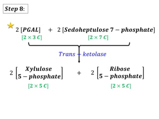 2 [𝑷𝑮𝑨𝑳] 2 [𝑺𝒆𝒅𝒐𝒉𝒆𝒑𝒕𝒖𝒍𝒐𝒔𝒆 𝟕 − 𝒑𝒉𝒐𝒔𝒑𝒉𝒂𝒕𝒆]
+
[𝟐 × 𝟑 𝑪] [𝟐 × 𝟕 𝑪]
𝑇𝑟𝑎𝑛𝑠 − 𝑘𝑒𝑡𝑜𝑙𝑎𝑠𝑒
2
𝑿𝒚𝒍𝒖𝒍𝒐𝒔𝒆
𝟓 − 𝒑𝒉𝒐𝒔𝒑𝒉𝒂𝒕𝒆
2
𝑹𝒊𝒃𝒐𝒔𝒆
𝟓 − 𝒑𝒉𝒐𝒔𝒑𝒉𝒂𝒕𝒆
+
[𝟐 × 𝟓 𝑪] [𝟐 × 𝟓 𝑪]
𝑺𝒕𝒆𝒑 𝟖:
 