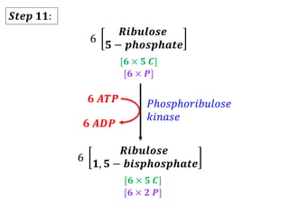 𝑺𝒕𝒆𝒑 𝟏𝟏:
6
𝑹𝒊𝒃𝒖𝒍𝒐𝒔𝒆
𝟓 − 𝒑𝒉𝒐𝒔𝒑𝒉𝒂𝒕𝒆
[𝟔 × 𝟓 𝑪]
[𝟔 × 𝑷]
6
𝑹𝒊𝒃𝒖𝒍𝒐𝒔𝒆
𝟏, 𝟓 − 𝒃𝒊𝒔𝒑𝒉𝒐𝒔𝒑𝒉𝒂𝒕𝒆
[𝟔 × 𝟓 𝑪]
[𝟔 × 𝟐 𝑷]
𝑃ℎ𝑜𝑠𝑝ℎ𝑜𝑟𝑖𝑏𝑢𝑙𝑜𝑠𝑒
𝑘𝑖𝑛𝑎𝑠𝑒
𝟔 𝑨𝑫𝑷
𝟔 𝑨𝑻𝑷
 