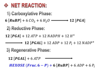 𝟔 𝑹𝒖𝑩𝑷 + 6 𝐶𝑂2 + 6 𝐻2𝑂
𝟏𝟐 𝑷𝑮𝑨 + 12 𝐴𝑇𝑃 + 12 𝑁𝐴𝐷𝑃𝐻 + 12 𝐻+
𝟏𝟐 [𝑷𝑮𝑨]
𝟏𝟐 𝑷𝑮𝑨𝑳 + 12 𝐴𝐷𝑃 + 12 𝑃𝑖 + 12 𝑁𝐴𝐷𝑃+
𝟏𝟐 𝑷𝑮𝑨𝑳 + 6 𝐴𝑇𝑃
𝑯𝑬𝑿𝑶𝑺𝑬 (𝑭𝒓𝒖𝒄. 𝟔 − 𝑷) + 𝟔 𝑹𝒖𝑩𝑷 + 6 𝐴𝐷𝑃 + 6 𝑃𝑖
 