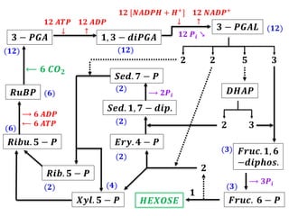 𝟑 − 𝑷𝑮𝑨𝑳 (𝟏𝟐)
𝟐 𝟐 𝟓 𝟑
𝑫𝑯𝑨𝑷
𝟐 𝟑
𝑭𝒓𝒖𝒄. 𝟏, 𝟔
−𝒅𝒊𝒑𝒉𝒐𝒔.
𝑭𝒓𝒖𝒄. 𝟔 − 𝑷
(𝟑)
(𝟑)
𝑯𝑬𝑿𝑶𝑺𝑬
𝟏
𝟐
𝑿𝒚𝒍. 𝟓 − 𝑷
𝑬𝒓𝒚. 𝟒 − 𝑷
(𝟐)
𝑺𝒆𝒅. 𝟏, 𝟕 − 𝒅𝒊𝒑.
(𝟐)
𝑺𝒆𝒅. 𝟕 − 𝑷
(𝟐)
𝑹𝒊𝒃. 𝟓 − 𝑷
(𝟐) (𝟒)
𝑹𝒊𝒃𝒖. 𝟓 − 𝑷
(𝟔)
𝑹𝒖𝑩𝑷
𝟑 − 𝑷𝑮𝑨
(𝟔)
𝟏, 𝟑 − 𝒅𝒊𝑷𝑮𝑨
(𝟏𝟐) (𝟏𝟐)
⟵ 𝟔 𝑪𝑶𝟐
⟶ 𝟑𝑷𝒊
⟶ 𝟐𝑷𝒊
⟶ 𝟔 𝑨𝑫𝑷
⟵ 𝟔 𝑨𝑻𝑷
𝟏𝟐 𝑨𝑻𝑷 𝟏𝟐 𝑨𝑫𝑷
↓ ↑
𝟏𝟐 [𝑵𝑨𝑫𝑷𝑯 + 𝑯+] 𝟏𝟐 𝑵𝑨𝑫𝑷+
↓ ↑
𝟏𝟐 𝑷𝒊 ↘
 