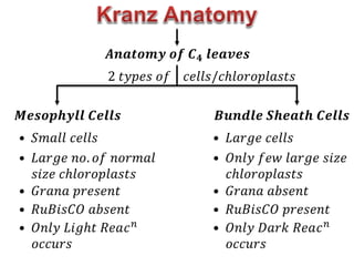 𝑨𝒏𝒂𝒕𝒐𝒎𝒚 𝒐𝒇 𝑪𝟒 𝒍𝒆𝒂𝒗𝒆𝒔
2 𝑡𝑦𝑝𝑒𝑠 𝑜𝑓 𝑐𝑒𝑙𝑙𝑠/𝑐ℎ𝑙𝑜𝑟𝑜𝑝𝑙𝑎𝑠𝑡𝑠
𝑴𝒆𝒔𝒐𝒑𝒉𝒚𝒍𝒍 𝑪𝒆𝒍𝒍𝒔 𝑩𝒖𝒏𝒅𝒍𝒆 𝑺𝒉𝒆𝒂𝒕𝒉 𝑪𝒆𝒍𝒍𝒔
• 𝑆𝑚𝑎𝑙𝑙 𝑐𝑒𝑙𝑙𝑠
• 𝐿𝑎𝑟𝑔𝑒 𝑛𝑜. 𝑜𝑓 𝑛𝑜𝑟𝑚𝑎𝑙
𝑠𝑖𝑧𝑒 𝑐ℎ𝑙𝑜𝑟𝑜𝑝𝑙𝑎𝑠𝑡𝑠
• 𝐺𝑟𝑎𝑛𝑎 𝑝𝑟𝑒𝑠𝑒𝑛𝑡
• 𝑅𝑢𝐵𝑖𝑠𝐶𝑂 𝑎𝑏𝑠𝑒𝑛𝑡
• 𝑂𝑛𝑙𝑦 𝐿𝑖𝑔ℎ𝑡 𝑅𝑒𝑎𝑐𝑛
𝑜𝑐𝑐𝑢𝑟𝑠
• 𝐿𝑎𝑟𝑔𝑒 𝑐𝑒𝑙𝑙𝑠
• 𝑂𝑛𝑙𝑦 𝑓𝑒𝑤 𝑙𝑎𝑟𝑔𝑒 𝑠𝑖𝑧𝑒
𝑐ℎ𝑙𝑜𝑟𝑜𝑝𝑙𝑎𝑠𝑡𝑠
• 𝐺𝑟𝑎𝑛𝑎 𝑎𝑏𝑠𝑒𝑛𝑡
• 𝑅𝑢𝐵𝑖𝑠𝐶𝑂 𝑝𝑟𝑒𝑠𝑒𝑛𝑡
• 𝑂𝑛𝑙𝑦 𝐷𝑎𝑟𝑘 𝑅𝑒𝑎𝑐𝑛
𝑜𝑐𝑐𝑢𝑟𝑠
 