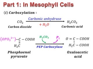 𝐶𝑂2
𝒊 𝑪𝒂𝒓𝒃𝒐𝒙𝒚𝒍𝒂𝒕𝒊𝒐𝒏 ∶
𝐻2𝐶𝑂3
𝐶𝑎𝑟𝑏𝑜𝑛𝑖𝑐 𝑎𝑛ℎ𝑦𝑑𝑟𝑎𝑠𝑒
−𝐶 − 𝐶𝑂𝑂𝐻
𝐻2𝐶
=
𝑂𝑃𝑂3
2− 𝑂 = 𝐶 − 𝐶𝑂𝑂𝐻
𝐻2𝐶 − 𝐶𝑂𝑂𝐻
−
+ 𝐻2𝑂
𝑪𝒂𝒓𝒃𝒐𝒏 𝒅𝒊𝒐𝒙𝒊𝒅𝒆 𝑪𝒂𝒓𝒃𝒐𝒏𝒊𝒄 𝒂𝒄𝒊𝒅
𝑷𝒉𝒐𝒔𝒑𝒉𝒐𝒆𝒏𝒐𝒍
𝒑𝒚𝒓𝒖𝒗𝒂𝒕𝒆
𝑶𝒙𝒂𝒍𝒐𝒂𝒄𝒆𝒕𝒊𝒄
𝒂𝒄𝒊𝒅
𝑷𝑬𝑷 𝑪𝒂𝒓𝒃𝒐𝒙𝒚𝒍𝒂𝒔𝒆
𝑷𝒊
𝑯𝟐𝑪𝑶𝟑
 