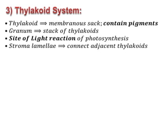 • 𝑇ℎ𝑦𝑙𝑎𝑘𝑜𝑖𝑑 ⟹ 𝑚𝑒𝑚𝑏𝑟𝑎𝑛𝑜𝑢𝑠 𝑠𝑎𝑐𝑘; 𝒄𝒐𝒏𝒕𝒂𝒊𝒏 𝒑𝒊𝒈𝒎𝒆𝒏𝒕𝒔
• 𝐺𝑟𝑎𝑛𝑢𝑚 ⟹ 𝑠𝑡𝑎𝑐𝑘 𝑜𝑓 𝑡ℎ𝑦𝑙𝑎𝑘𝑜𝑖𝑑𝑠
• 𝑺𝒊𝒕𝒆 𝒐𝒇 𝑳𝒊𝒈𝒉𝒕 𝒓𝒆𝒂𝒄𝒕𝒊𝒐𝒏 𝑜𝑓 𝑝ℎ𝑜𝑡𝑜𝑠𝑦𝑛𝑡ℎ𝑒𝑠𝑖𝑠
• 𝑆𝑡𝑟𝑜𝑚𝑎 𝑙𝑎𝑚𝑒𝑙𝑙𝑎𝑒 ⟹ 𝑐𝑜𝑛𝑛𝑒𝑐𝑡 𝑎𝑑𝑗𝑎𝑐𝑒𝑛𝑡 𝑡ℎ𝑦𝑙𝑎𝑘𝑜𝑖𝑑𝑠
 