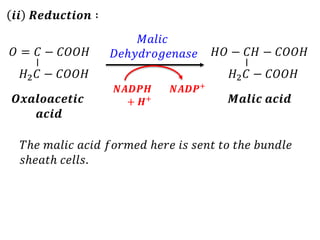 𝒊𝒊 𝑹𝒆𝒅𝒖𝒄𝒕𝒊𝒐𝒏 ∶
𝑂 = 𝐶 − 𝐶𝑂𝑂𝐻
𝐻2𝐶 − 𝐶𝑂𝑂𝐻
−
𝑶𝒙𝒂𝒍𝒐𝒂𝒄𝒆𝒕𝒊𝒄
𝒂𝒄𝒊𝒅
𝐻𝑂 − 𝐶𝐻 − 𝐶𝑂𝑂𝐻
𝐻2𝐶 − 𝐶𝑂𝑂𝐻
−
𝑴𝒂𝒍𝒊𝒄 𝒂𝒄𝒊𝒅
𝑀𝑎𝑙𝑖𝑐
𝐷𝑒ℎ𝑦𝑑𝑟𝑜𝑔𝑒𝑛𝑎𝑠𝑒
𝑵𝑨𝑫𝑷+
𝑵𝑨𝑫𝑷𝑯
+ 𝑯+
𝑇ℎ𝑒 𝑚𝑎𝑙𝑖𝑐 𝑎𝑐𝑖𝑑 𝑓𝑜𝑟𝑚𝑒𝑑 ℎ𝑒𝑟𝑒 𝑖𝑠 𝑠𝑒𝑛𝑡 𝑡𝑜 𝑡ℎ𝑒 𝑏𝑢𝑛𝑑𝑙𝑒
𝑠ℎ𝑒𝑎𝑡ℎ 𝑐𝑒𝑙𝑙𝑠.
 