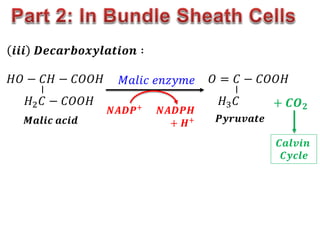 𝑂 = 𝐶 − 𝐶𝑂𝑂𝐻
𝐻3𝐶
−
𝐻𝑂 − 𝐶𝐻 − 𝐶𝑂𝑂𝐻
𝐻2𝐶 − 𝐶𝑂𝑂𝐻
−
𝑴𝒂𝒍𝒊𝒄 𝒂𝒄𝒊𝒅
𝒊𝒊𝒊 𝑫𝒆𝒄𝒂𝒓𝒃𝒐𝒙𝒚𝒍𝒂𝒕𝒊𝒐𝒏 ∶
𝑀𝑎𝑙𝑖𝑐 𝑒𝑛𝑧𝑦𝑚𝑒
𝑵𝑨𝑫𝑷+ 𝑵𝑨𝑫𝑷𝑯
+ 𝑯+ 𝑷𝒚𝒓𝒖𝒗𝒂𝒕𝒆
+ 𝑪𝑶𝟐
𝑪𝒂𝒍𝒗𝒊𝒏
𝑪𝒚𝒄𝒍𝒆
 