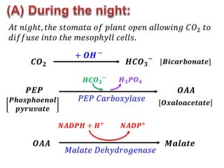𝐴𝑡 𝑛𝑖𝑔ℎ𝑡, 𝑡ℎ𝑒 𝑠𝑡𝑜𝑚𝑎𝑡𝑎 𝑜𝑓 𝑝𝑙𝑎𝑛𝑡 𝑜𝑝𝑒𝑛 𝑎𝑙𝑙𝑜𝑤𝑖𝑛𝑔 𝐶𝑂2 𝑡𝑜
𝑑𝑖𝑓𝑓𝑢𝑠𝑒 𝑖𝑛𝑡𝑜 𝑡ℎ𝑒 𝑚𝑒𝑠𝑜𝑝ℎ𝑦𝑙𝑙 𝑐𝑒𝑙𝑙𝑠.
𝑪𝑶𝟐 𝑯𝑪𝑶𝟑
−
+ 𝑶𝑯 −
[𝑩𝒊𝒄𝒂𝒓𝒃𝒐𝒏𝒂𝒕𝒆]
𝑷𝑬𝑷
𝑷𝒉𝒐𝒔𝒑𝒉𝒐𝒆𝒏𝒐𝒍
𝒑𝒚𝒓𝒖𝒗𝒂𝒕𝒆
𝑯𝑪𝑶𝟑
−
𝑯𝟑𝑷𝑶𝟒
𝑶𝑨𝑨
𝑶𝒙𝒂𝒍𝒐𝒂𝒄𝒆𝒕𝒂𝒕𝒆
𝑶𝑨𝑨 𝑴𝒂𝒍𝒂𝒕𝒆
𝑀𝑎𝑙𝑎𝑡𝑒 𝐷𝑒ℎ𝑦𝑑𝑟𝑜𝑔𝑒𝑛𝑎𝑠𝑒
𝑵𝑨𝑫𝑷+
𝑵𝑨𝑫𝑷𝑯 + 𝑯+
𝑃𝐸𝑃 𝐶𝑎𝑟𝑏𝑜𝑥𝑦𝑙𝑎𝑠𝑒
 