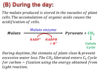 𝑇ℎ𝑒 𝑚𝑎𝑙𝑎𝑡𝑒 𝑝𝑟𝑜𝑑𝑢𝑐𝑒𝑑 𝑖𝑠 𝑠𝑡𝑜𝑟𝑒𝑑 𝑖𝑛 𝑡ℎ𝑒 𝑣𝑎𝑐𝑢𝑜𝑙𝑒𝑠 𝑜𝑓 𝑝𝑙𝑎𝑛𝑡
𝑐𝑒𝑙𝑙𝑠. 𝑇ℎ𝑒 𝑎𝑐𝑐𝑢𝑚𝑢𝑙𝑎𝑡𝑖𝑜𝑛 𝑜𝑓 𝑜𝑟𝑔𝑎𝑛𝑖𝑐 𝑎𝑐𝑖𝑑𝑠 𝑐𝑎𝑢𝑠𝑒𝑠 𝑡ℎ𝑒
𝑎𝑐𝑖𝑑𝑖𝑓𝑖𝑐𝑎𝑡𝑖𝑜𝑛 𝑜𝑓 𝑐𝑒𝑙𝑙𝑠.
𝑴𝒂𝒍𝒂𝒕𝒆 𝑷𝒚𝒓𝒖𝒗𝒂𝒕𝒆 + 𝑪𝑶𝟐
𝑀𝑎𝑙𝑎𝑡𝑒 𝑒𝑛𝑧𝑦𝑚𝑒
𝑵𝑨𝑫𝑷+ 𝑵𝑨𝑫𝑷𝑯
+ 𝑯+
𝑪𝒂𝒍𝒗𝒊𝒏
𝑪𝒚𝒄𝒍𝒆
𝐷𝑢𝑟𝑖𝑛𝑔 𝑑𝑎𝑦𝑡𝑖𝑚𝑒, 𝑡ℎ𝑒 𝑠𝑡𝑜𝑚𝑎𝑡𝑎 𝑜𝑓 𝑝𝑙𝑎𝑛𝑡 𝑐𝑙𝑜𝑠𝑒 & 𝑝𝑟𝑒𝑣𝑒𝑛𝑡
𝑒𝑥𝑐𝑒𝑠𝑠𝑖𝑣𝑒 𝑤𝑎𝑡𝑒𝑟 𝑙𝑜𝑠𝑠. 𝑇ℎ𝑒 𝐶𝑂2 𝑙𝑖𝑏𝑒𝑟𝑎𝑡𝑒𝑑 𝑒𝑛𝑡𝑒𝑟𝑠 𝐶3 𝐶𝑦𝑐𝑙𝑒
𝑓𝑜𝑟 𝑐𝑎𝑟𝑏𝑜𝑛 − 𝑓𝑖𝑥𝑎𝑡𝑖𝑜𝑛 𝑢𝑠𝑖𝑛𝑔 𝑡ℎ𝑒 𝑒𝑛𝑒𝑟𝑔𝑦 𝑜𝑏𝑡𝑎𝑖𝑛𝑒𝑑 𝑓𝑟𝑜𝑚
𝐿𝑖𝑔ℎ𝑡 𝑟𝑒𝑎𝑐𝑡𝑖𝑜𝑛.
 