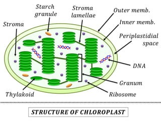 𝑂𝑢𝑡𝑒𝑟 𝑚𝑒𝑚𝑏.
𝐼𝑛𝑛𝑒𝑟 𝑚𝑒𝑚𝑏.
𝑃𝑒𝑟𝑖𝑝𝑙𝑎𝑠𝑡𝑖𝑑𝑖𝑎𝑙
𝑠𝑝𝑎𝑐𝑒
𝐷𝑁𝐴
𝑅𝑖𝑏𝑜𝑠𝑜𝑚𝑒
𝑆𝑡𝑎𝑟𝑐ℎ
𝑔𝑟𝑎𝑛𝑢𝑙𝑒
𝑆𝑡𝑟𝑜𝑚𝑎
𝑆𝑡𝑟𝑜𝑚𝑎
𝑙𝑎𝑚𝑒𝑙𝑙𝑎𝑒
𝑇ℎ𝑦𝑙𝑎𝑘𝑜𝑖𝑑
𝐺𝑟𝑎𝑛𝑢𝑚
𝑺𝑻𝑹𝑼𝑪𝑻𝑼𝑹𝑬 𝑶𝑭 𝑪𝑯𝑳𝑶𝑹𝑶𝑷𝑳𝑨𝑺𝑻
 